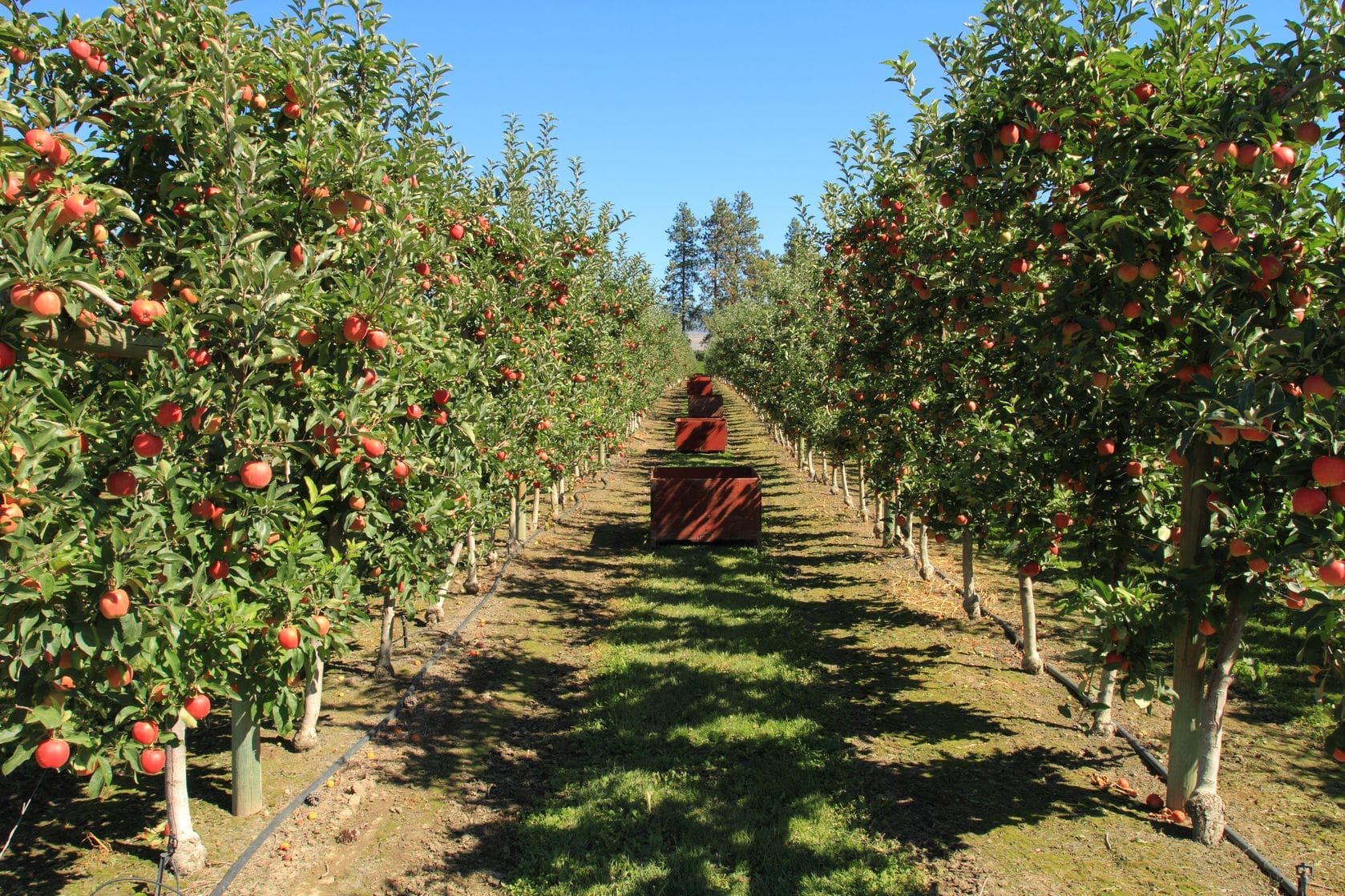 The Role of Innovation in Building a Sustainable Farming Future
